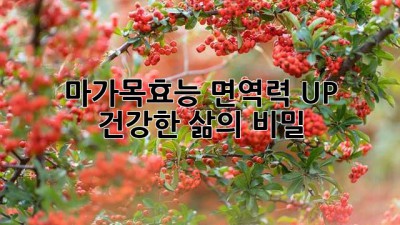 ✨ 마가목효능, 면역력 UP! 건강한 삶의 비밀 🌿